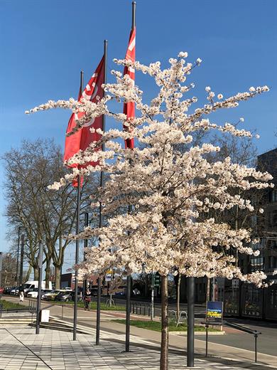 Cherry blossom on the campus of the Düsseldorf University of Applied Sciences