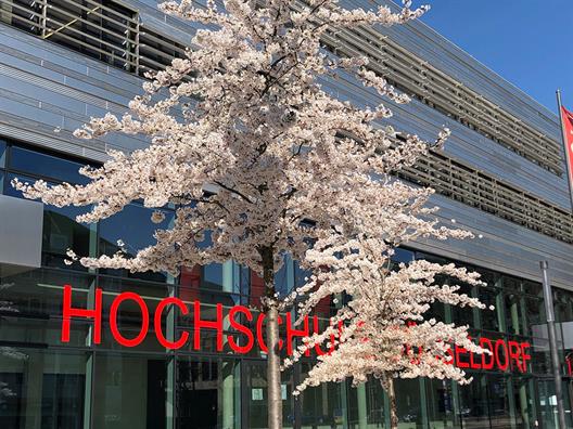 Cherry blossom on the campus of the Düsseldorf University of Applied Sciences