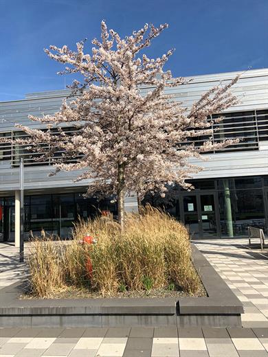 Cherry blossom on the campus of the Düsseldorf University of Applied Sciences