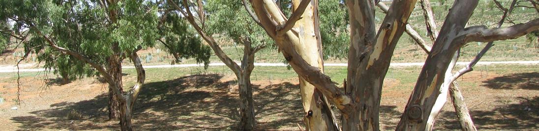 Das Foto zeigt Eukalyptus Bäume in Australien.