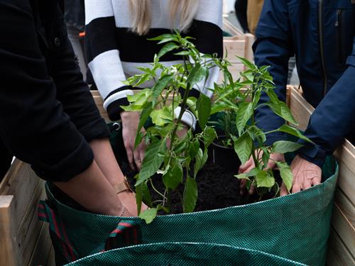 Urban Gardening