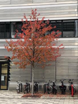 Herbst auf dem Campus